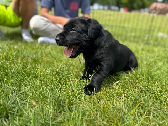 Labrador Retriever Puppies media 14