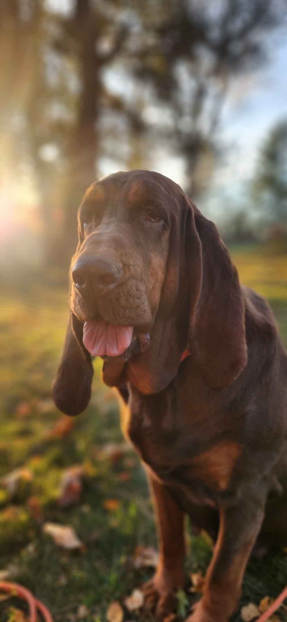 Bloodhound Puppies Working Lines breeder image 1