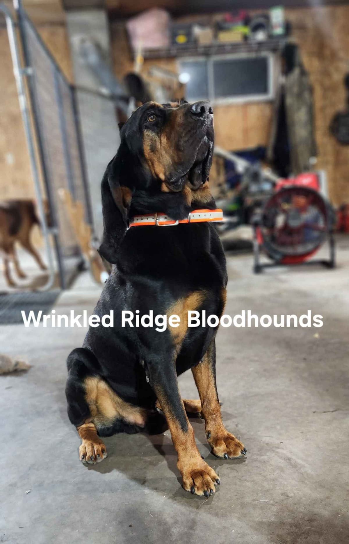 Bloodhound Puppies Working Lines breeder image 2