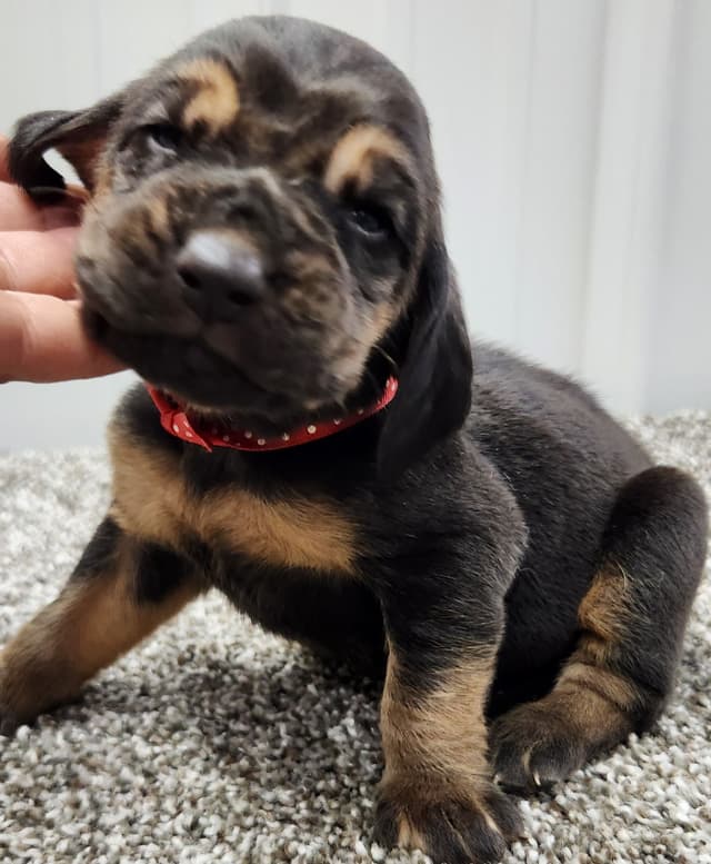 Bloodhound Puppies Working Lines media 3