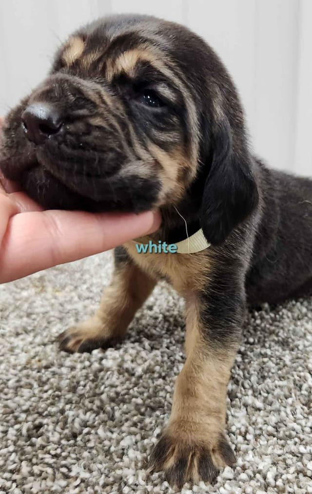 Bloodhound Puppies Working Lines media 2