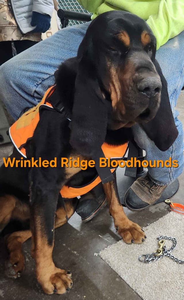 Bloodhound Puppies Working Lines media 4