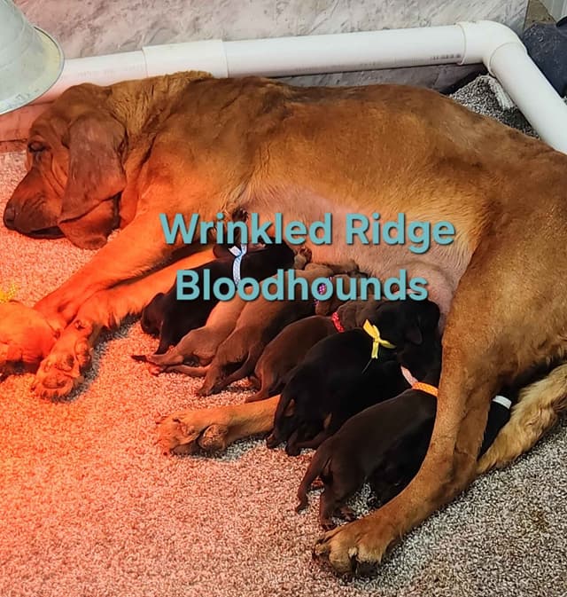 Bloodhound Puppies Working Lines media 5