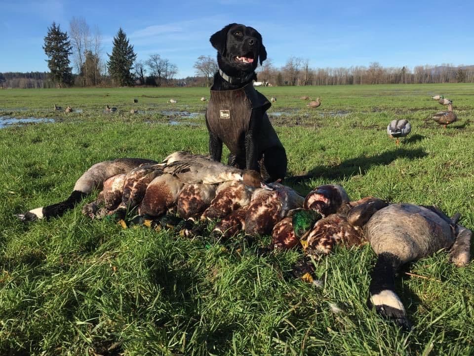 Labrador Retriever Puppies breeder image 1