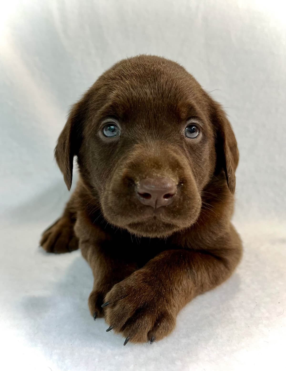 Labrador Retriever Puppies breeder image 2