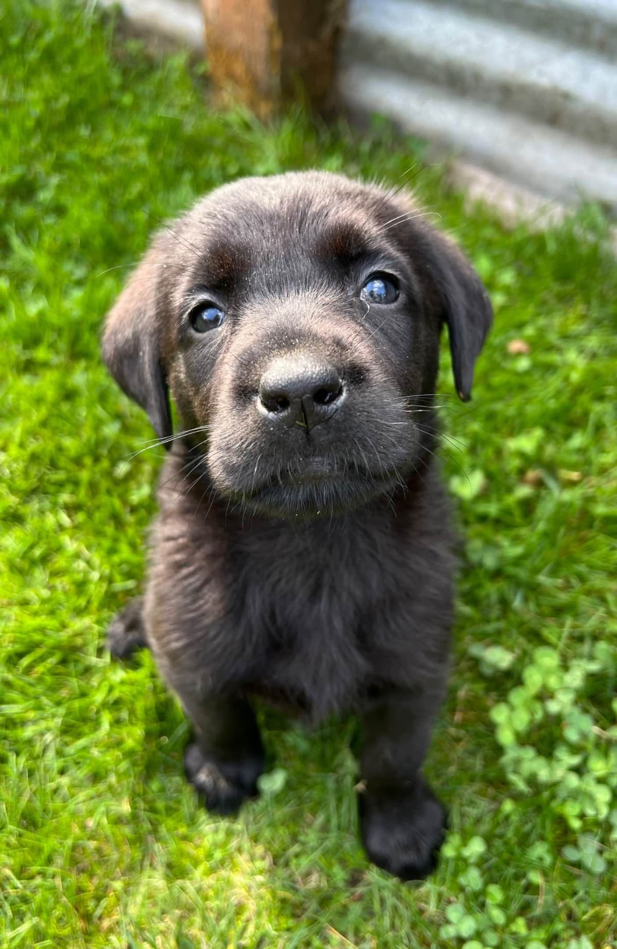 Labrador Retriever Puppies breeder image 3