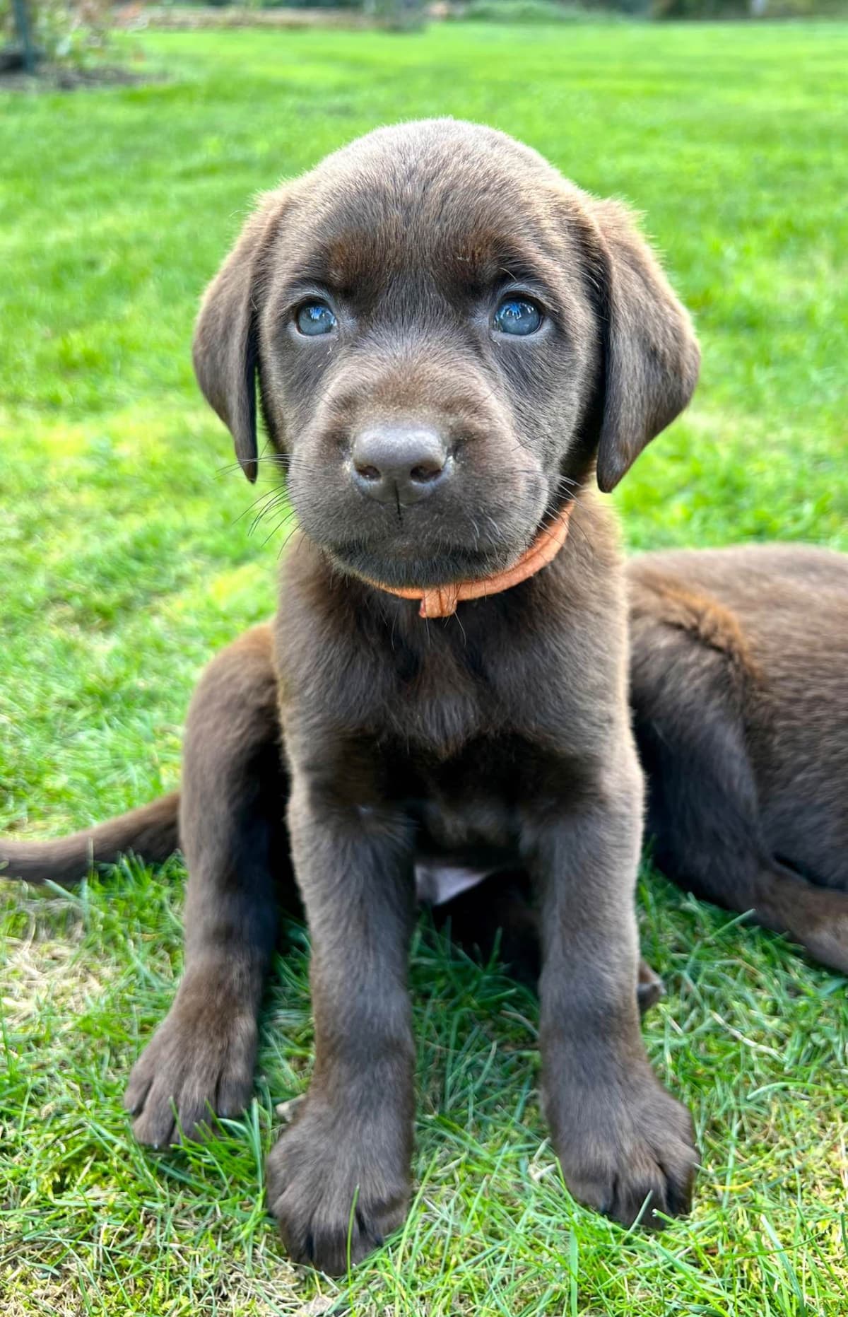 Labrador Retriever Puppies breeder image 4
