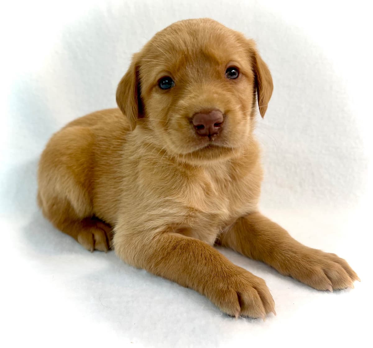 Labrador Retriever Puppies breeder image 5