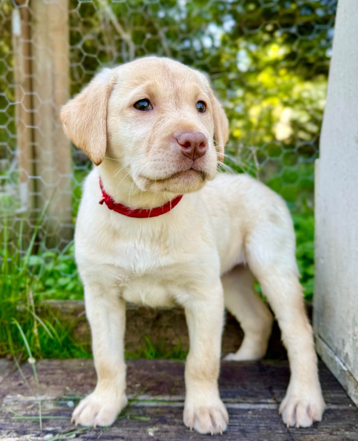 Labrador Retriever Puppies breeder image 6