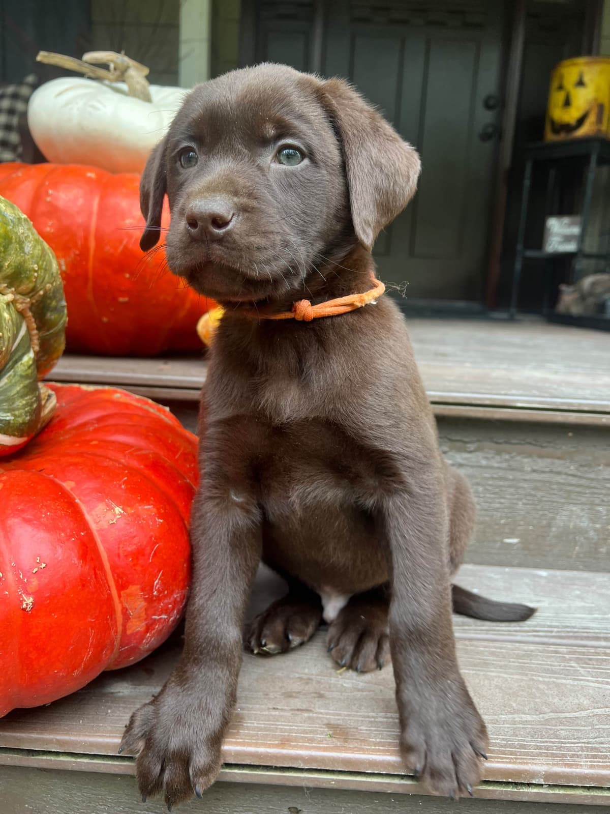 Labrador Retriever Puppies breeder image 7