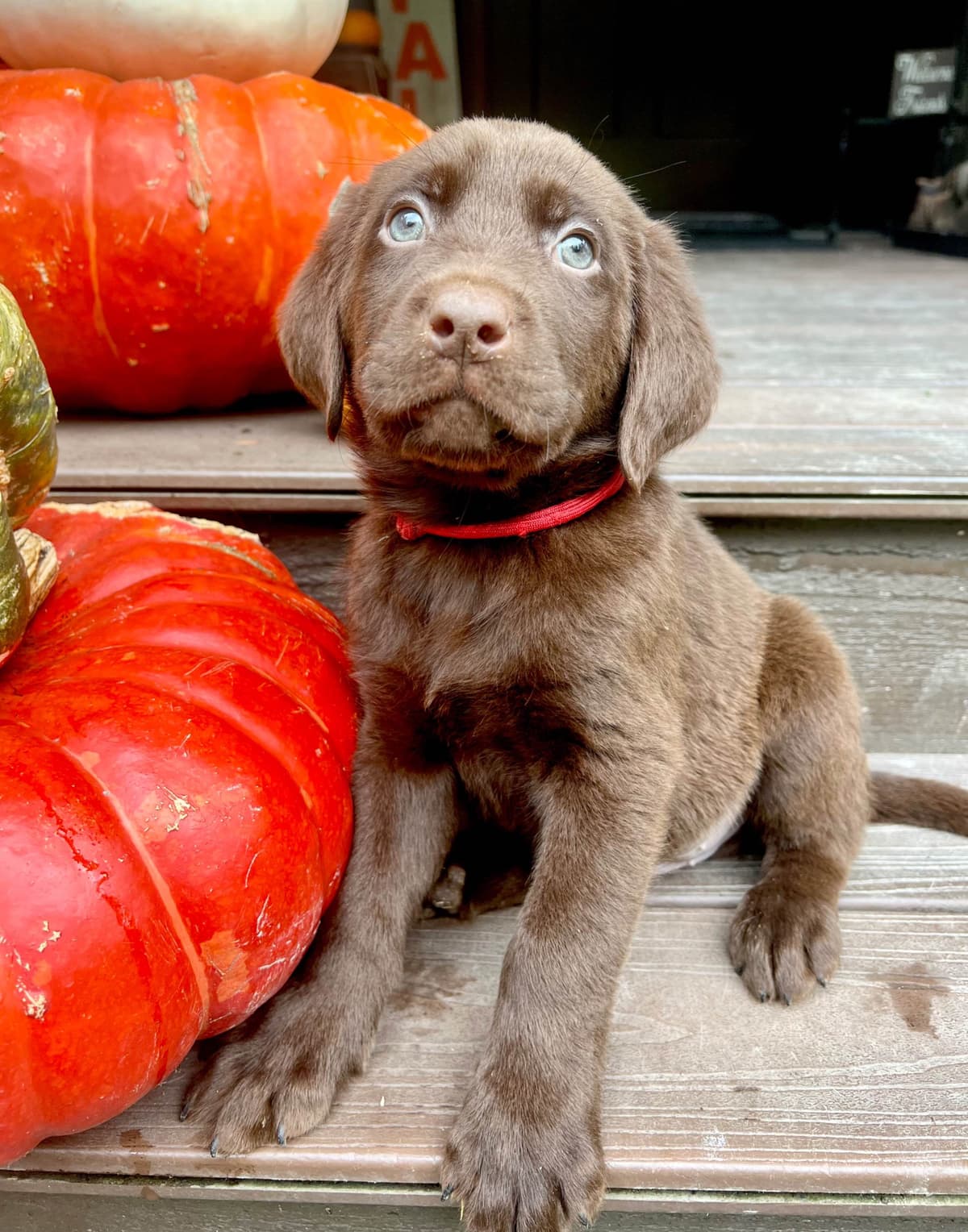 Labrador Retriever Puppies breeder image 8