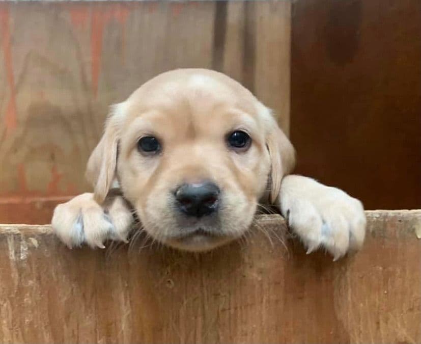 Labrador Retriever Puppies breeder image 13