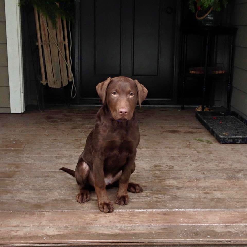 Labrador Retriever Puppies breeder image 14