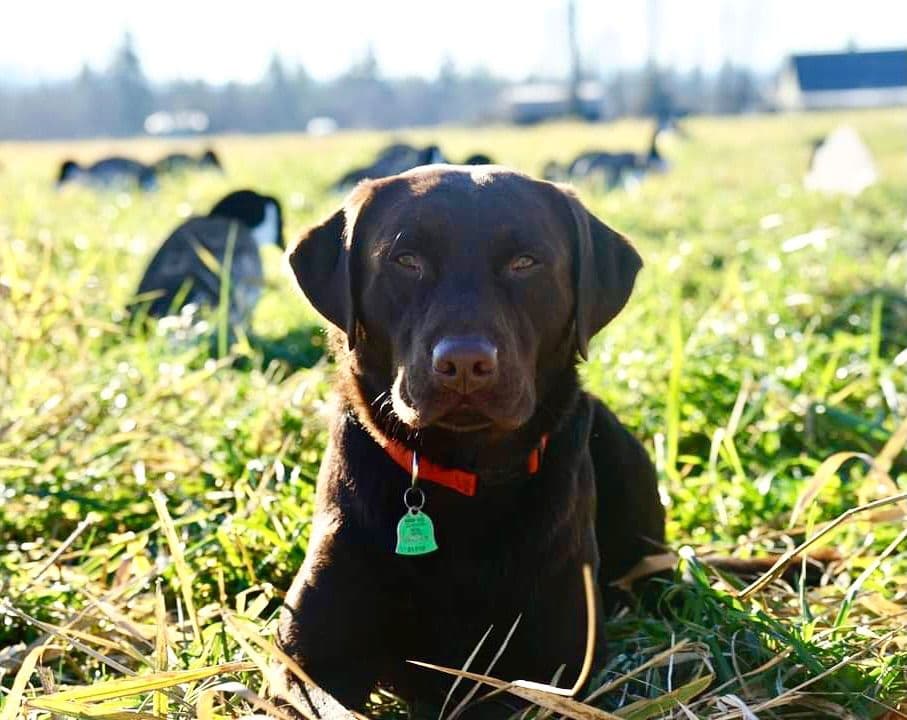 Labrador Retriever Puppies breeder image 16