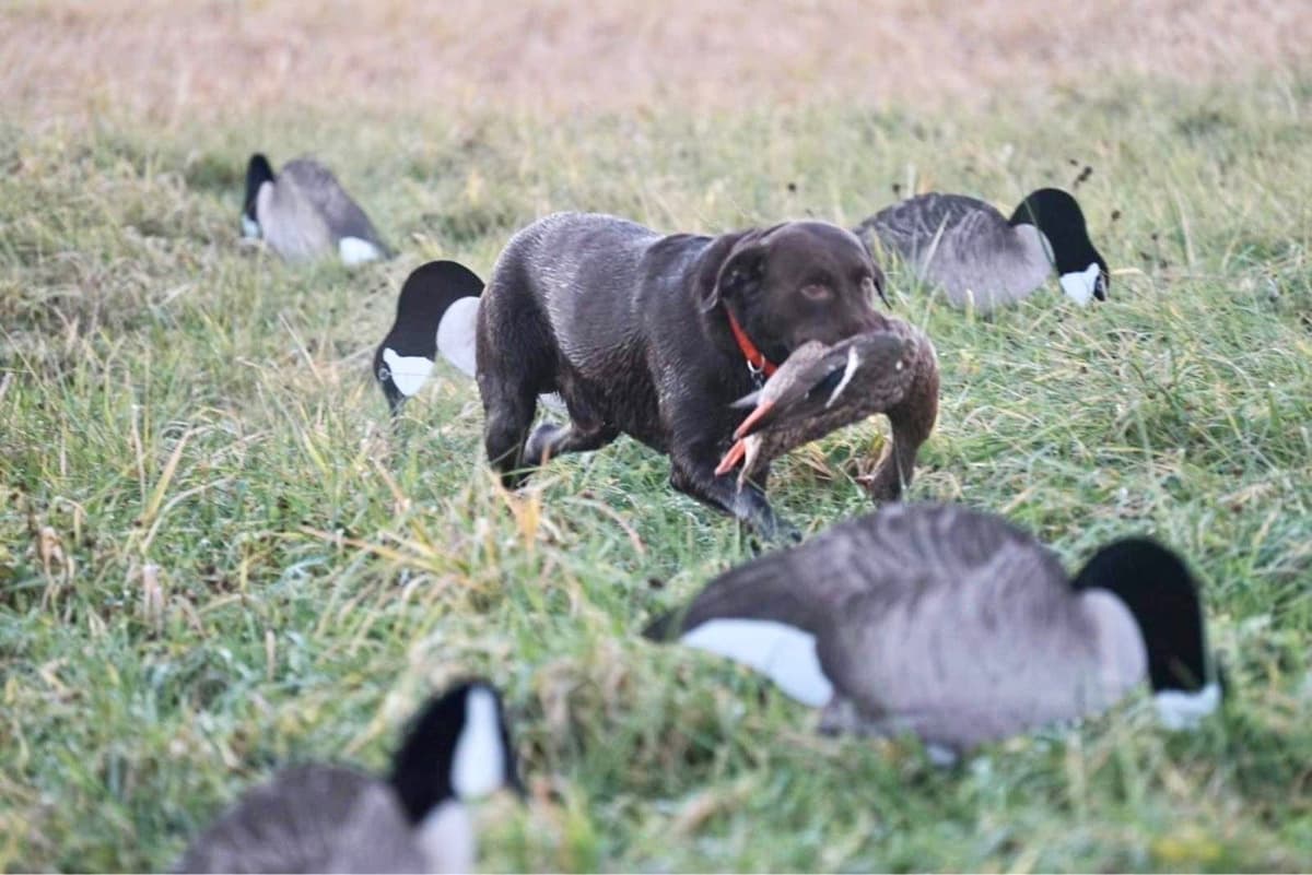 Labrador Retriever Puppies breeder image 18