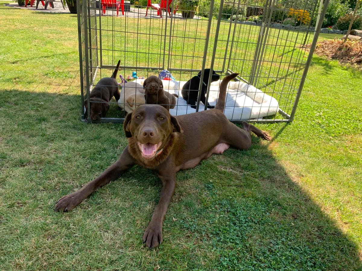 Labrador Retriever Puppies breeder image 22