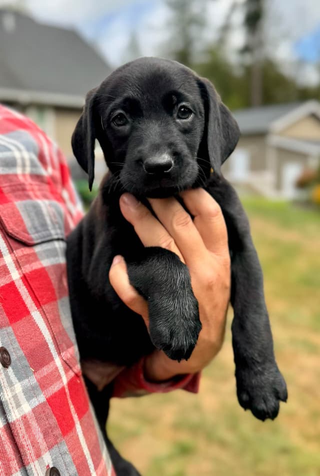 Labrador Retriever Puppies media 2