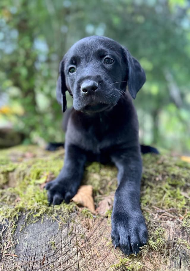 Labrador Retriever Puppies media 3