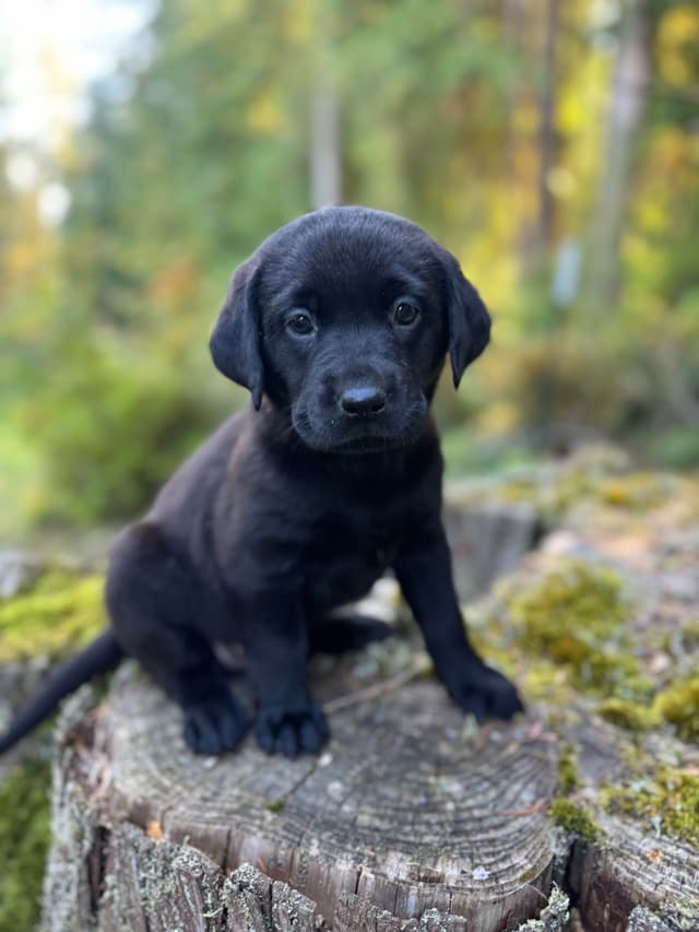 Labrador Retriever Puppies media 4