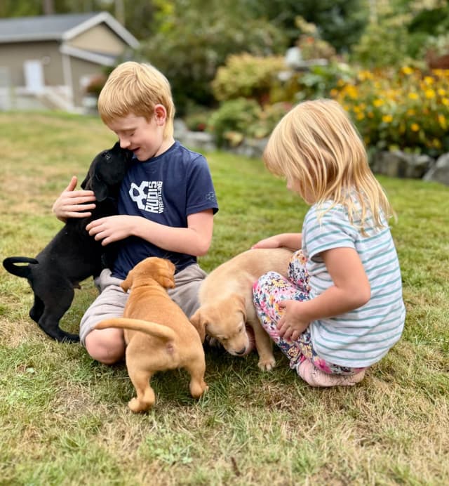 Labrador Retriever Puppies media 6