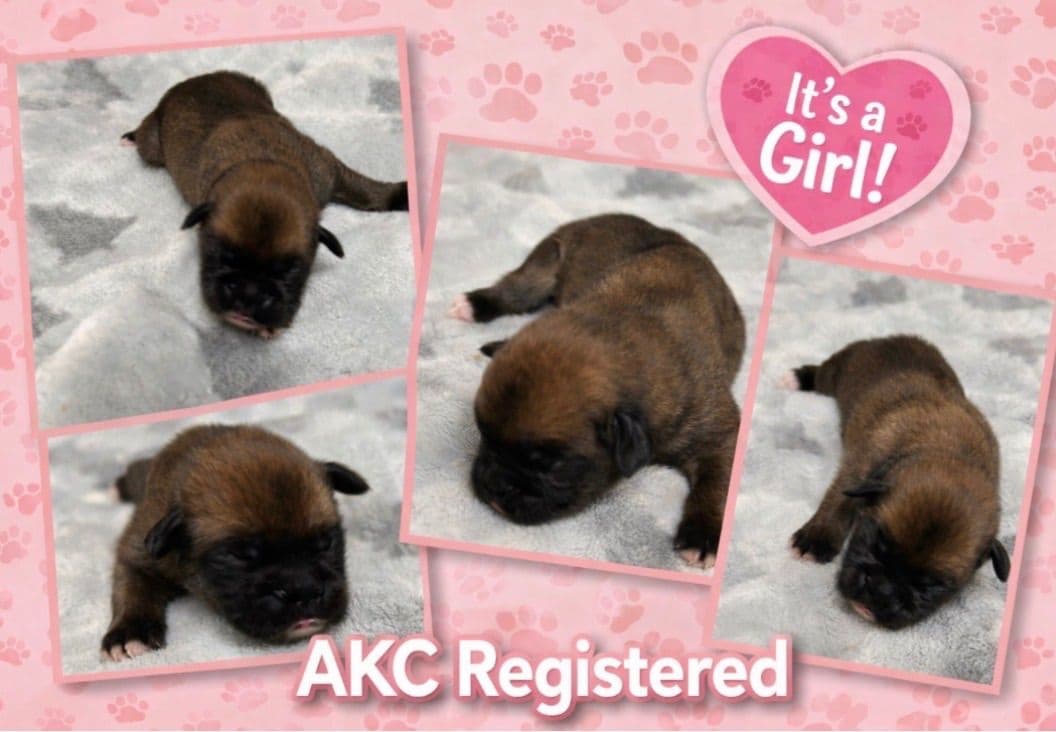 Boxer Puppies breeder image 4