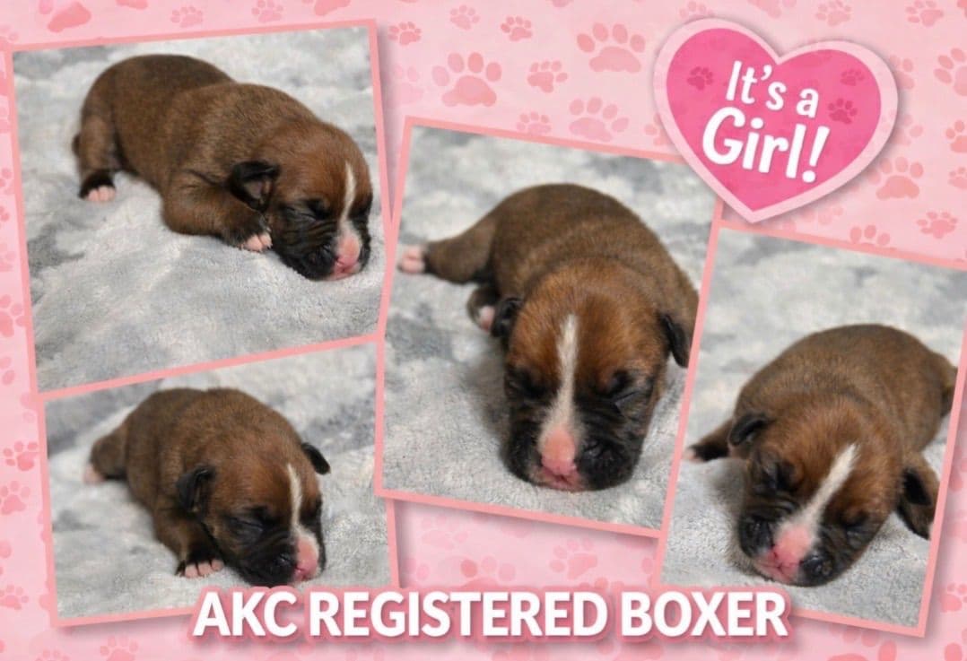 Boxer Puppies breeder image 1