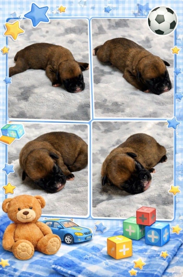 Boxer Puppies breeder image 2