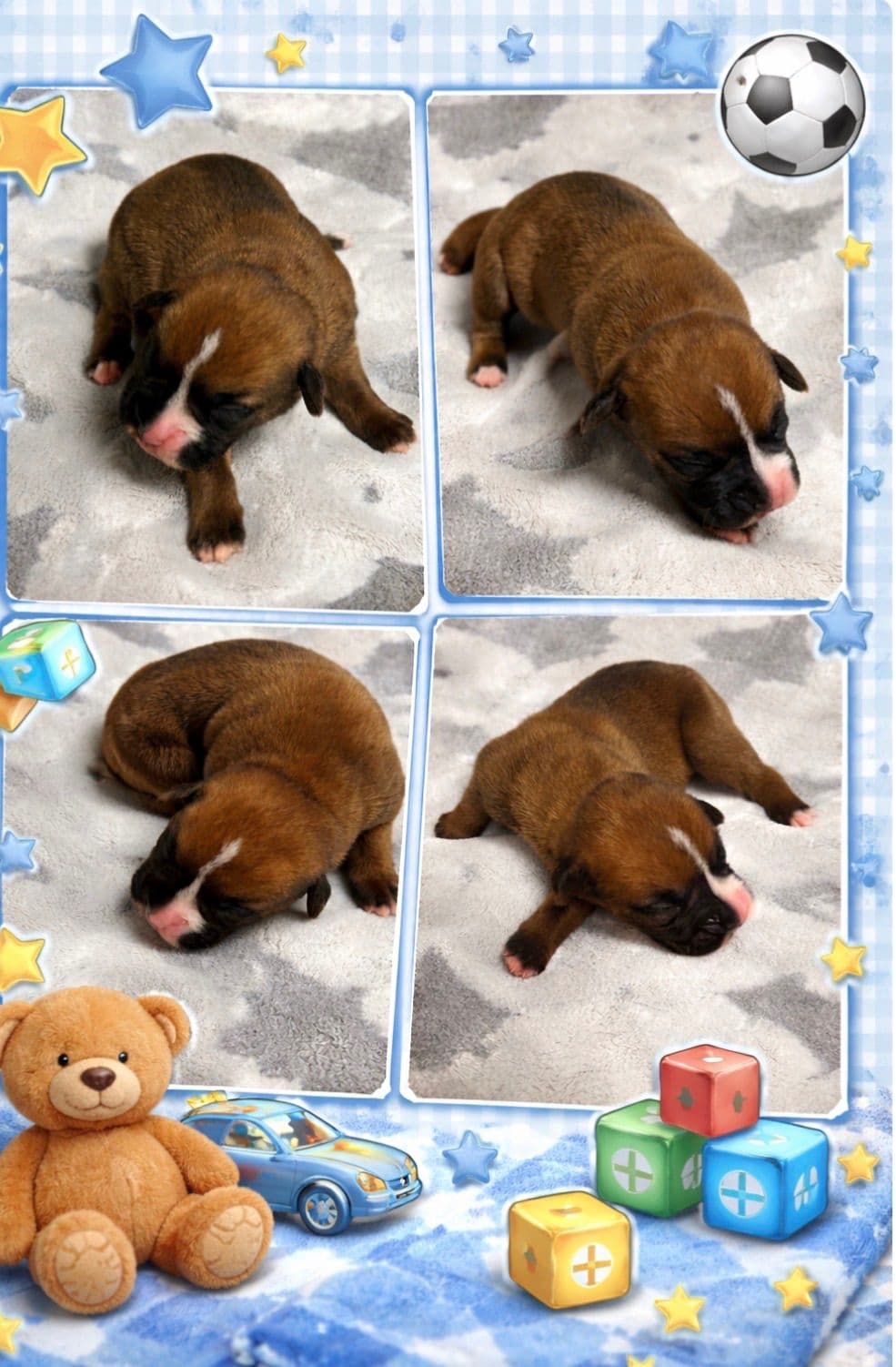 Boxer Puppies breeder image 5