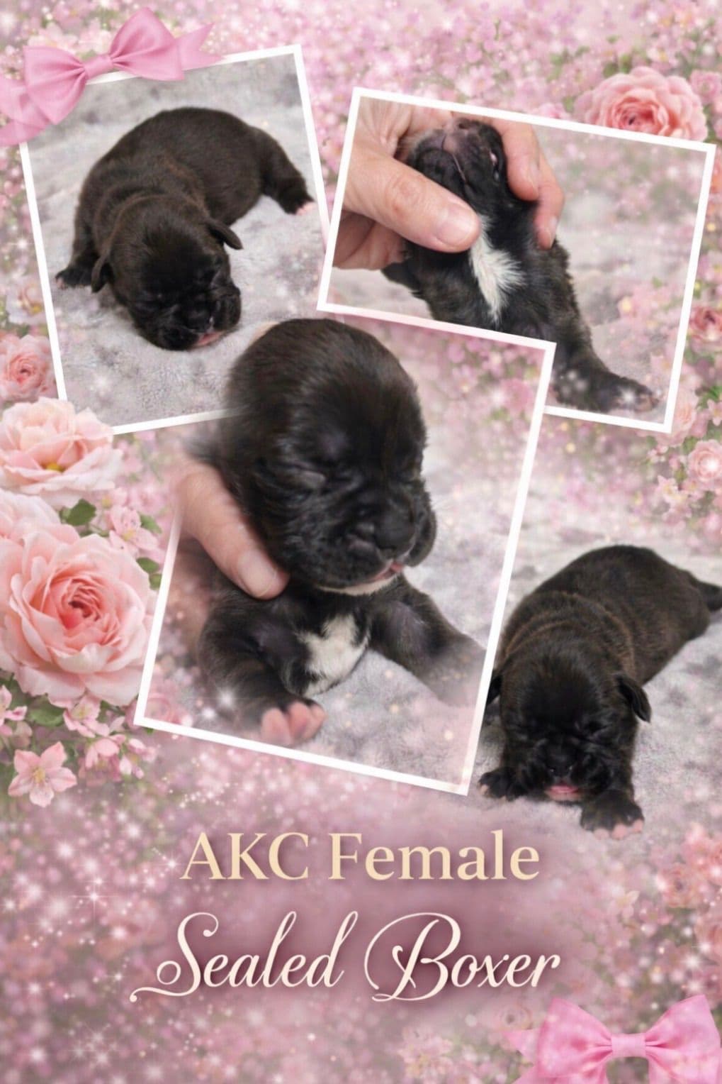 Boxer Puppies breeder image 6