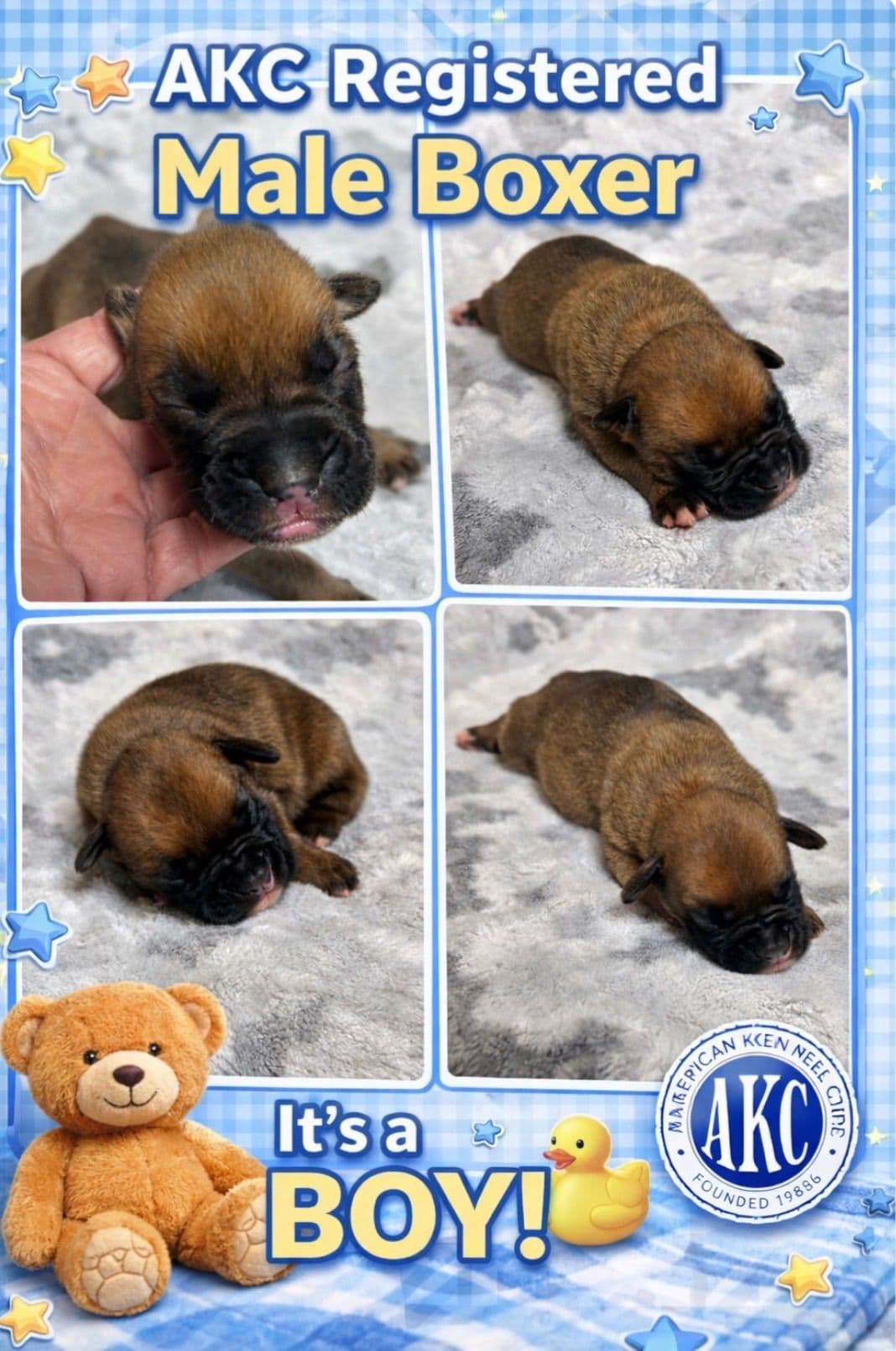 Boxer Puppies breeder image 7