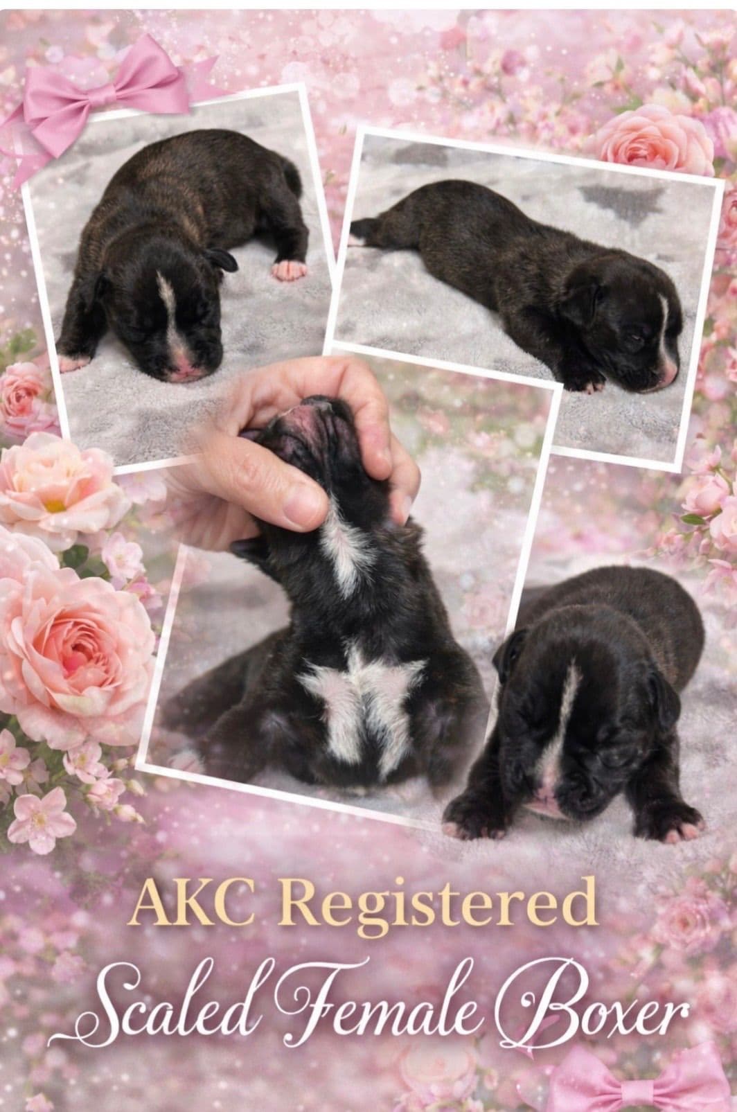 Boxer Puppies breeder image 10