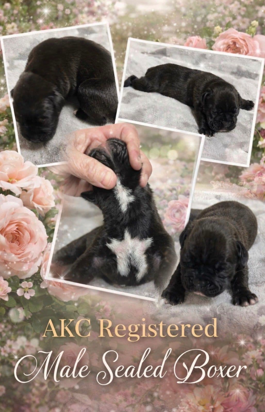 Boxer Puppies breeder image 9