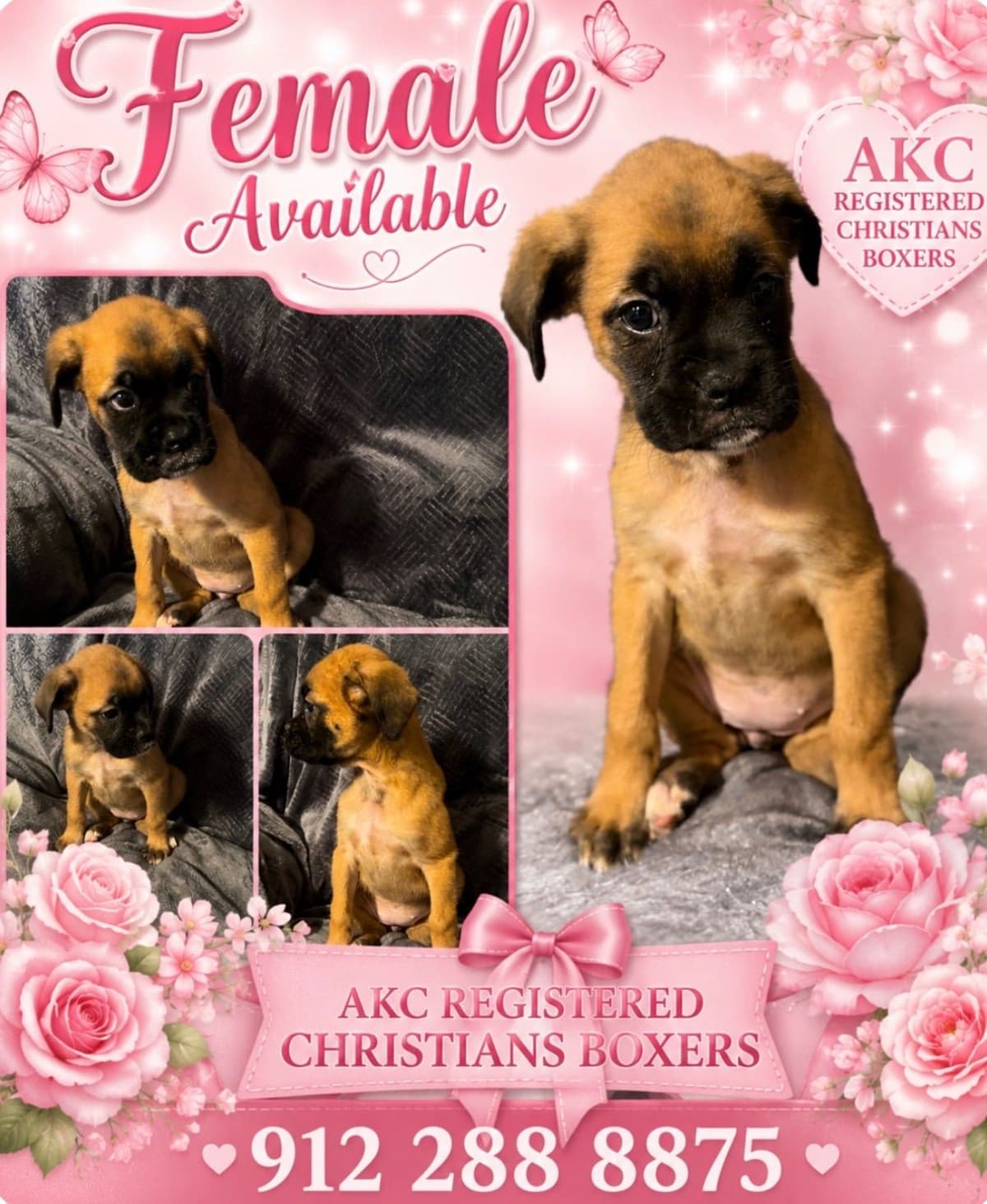 Boxer Puppies breeder image 15