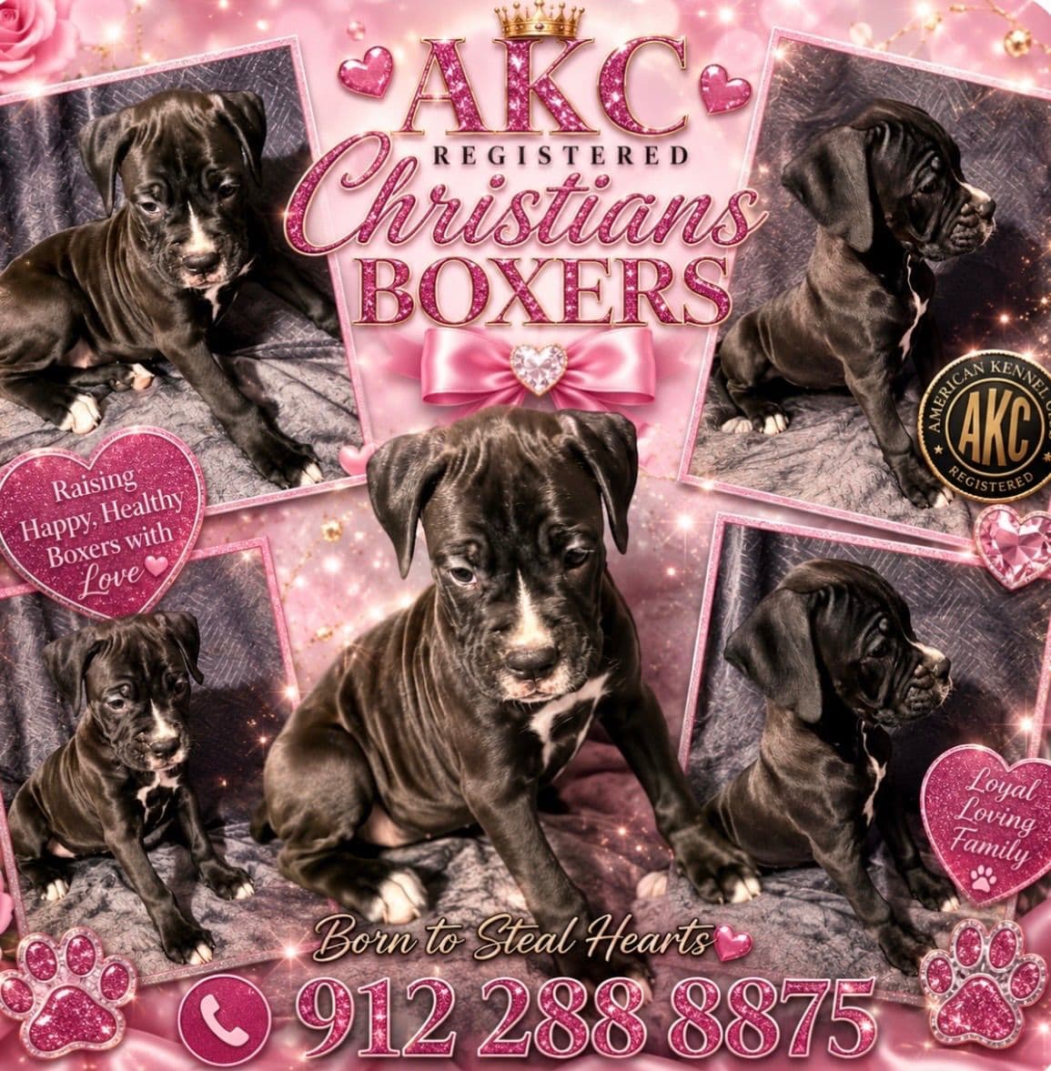 Boxer Puppies breeder image 16