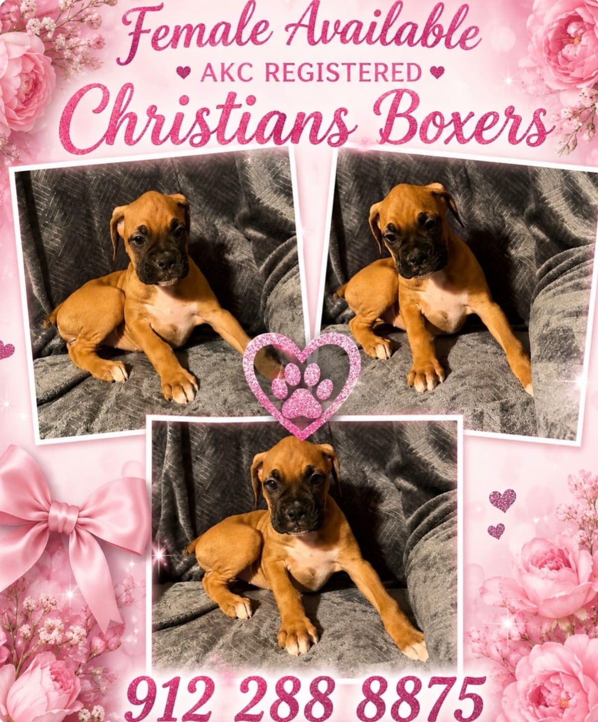 Boxer Puppies breeder image 17