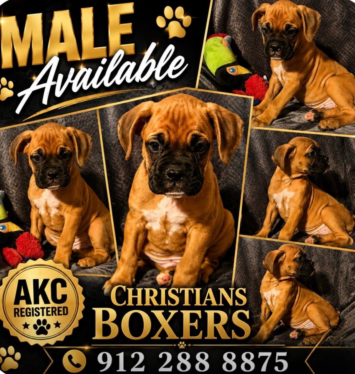 Boxer Puppies breeder image 18