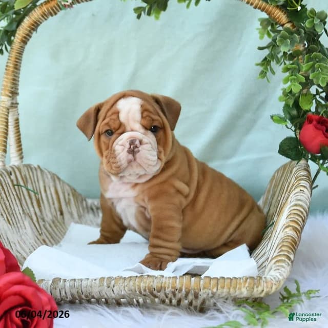 Bulldog Puppies media 4