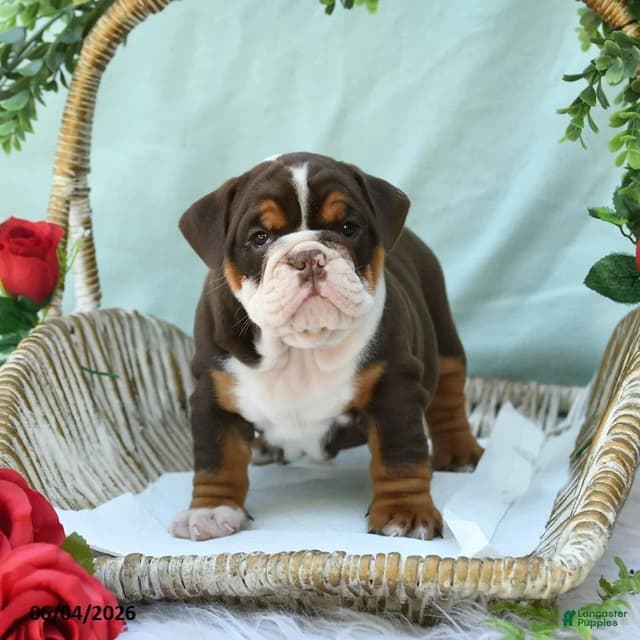 Bulldog Puppies media 5