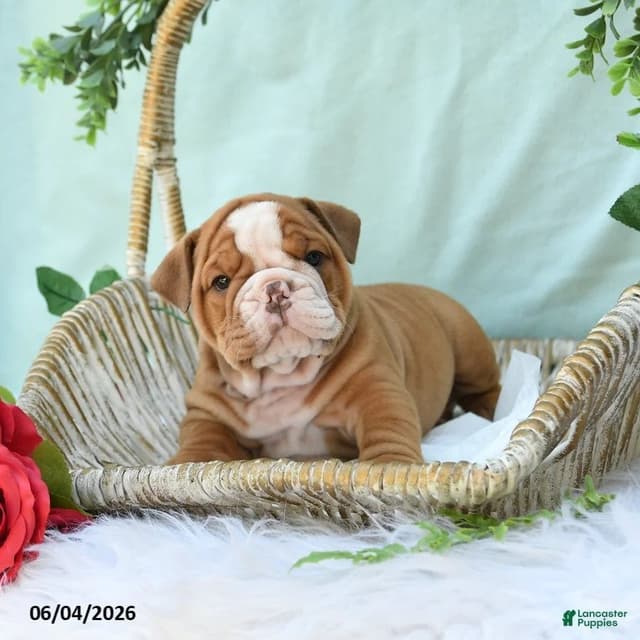 Bulldog Puppies media 6