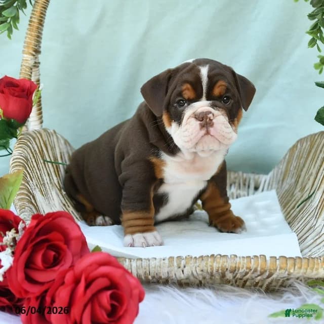 Bulldog Puppies media 7