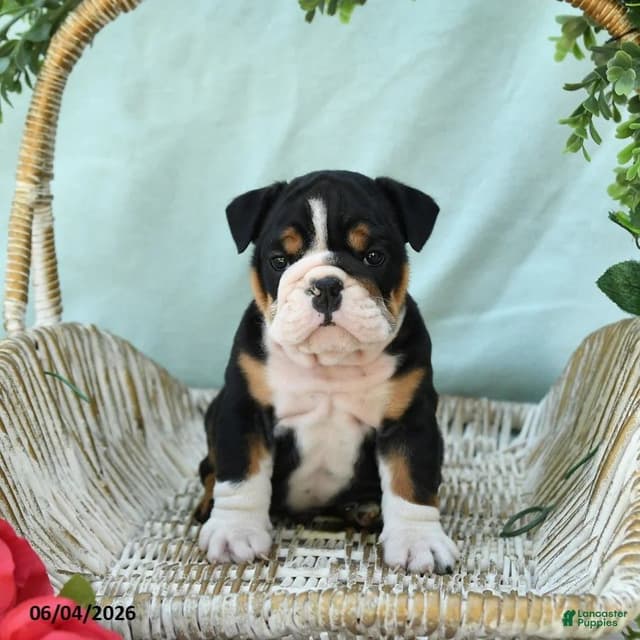 Bulldog Puppies media 8