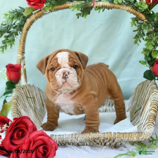 Bulldog Puppies media 9