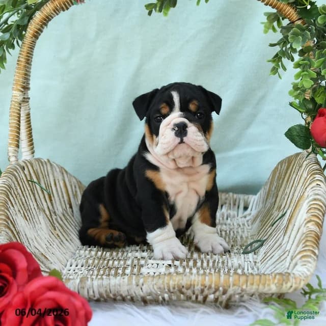 Bulldog Puppies media 10