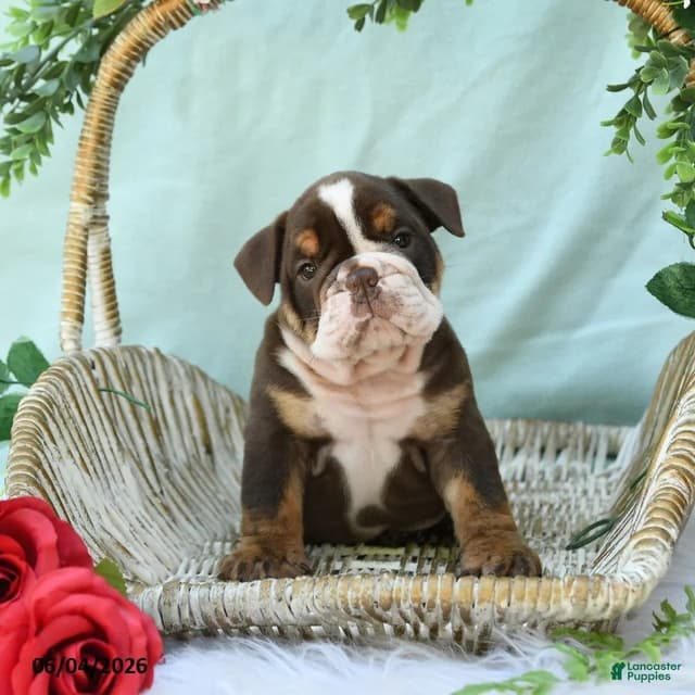 Bulldog Puppies media 11