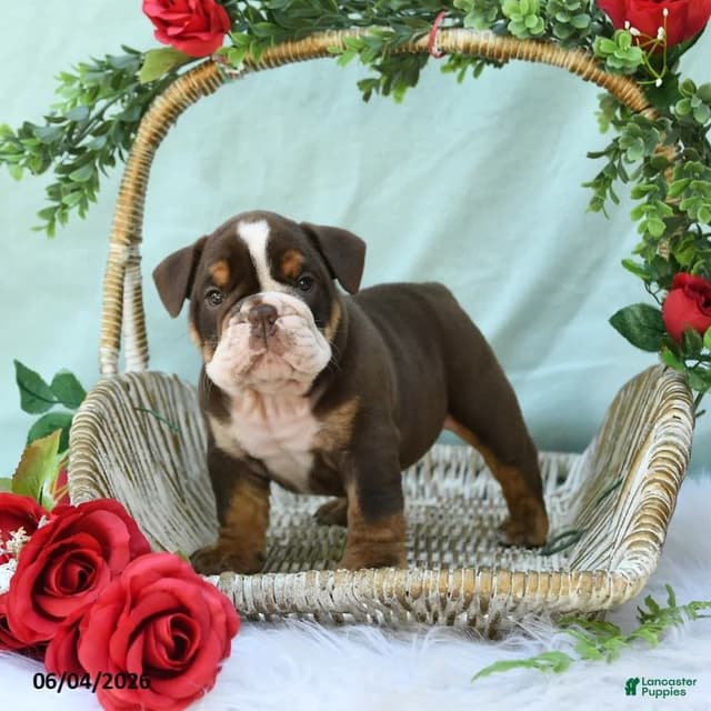 Bulldog Puppies media 12