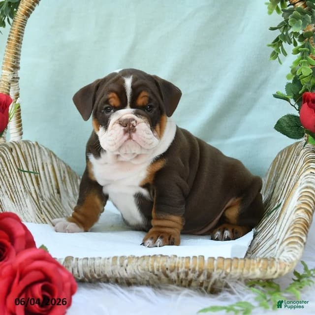 Bulldog Puppies media 13