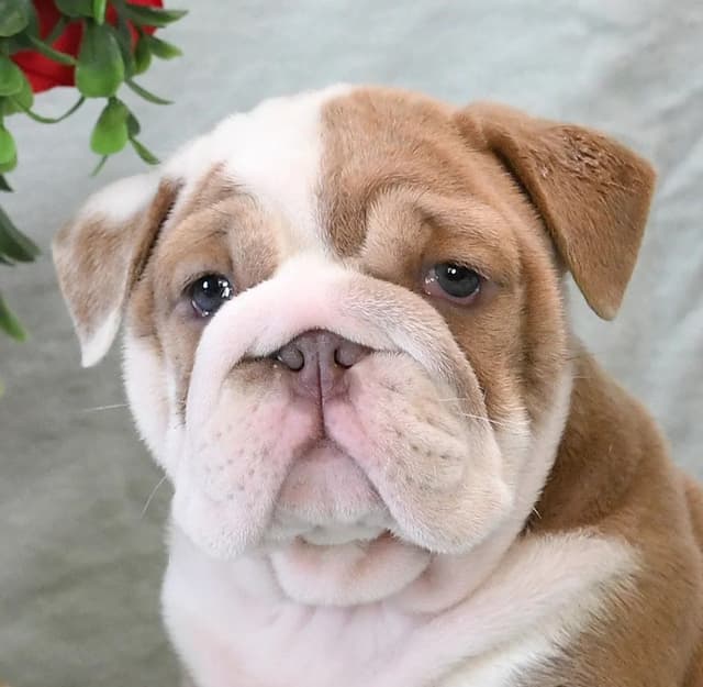 Bulldog Puppies media 3