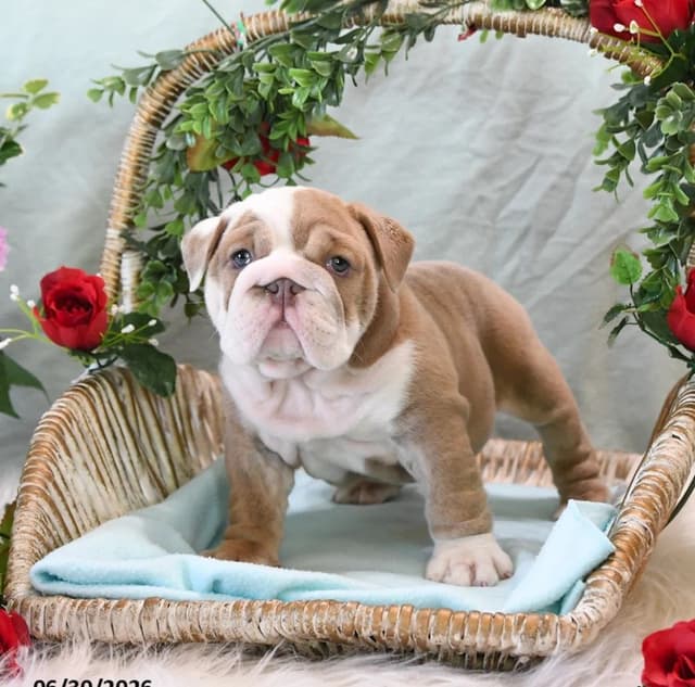 Bulldog Puppies media 2