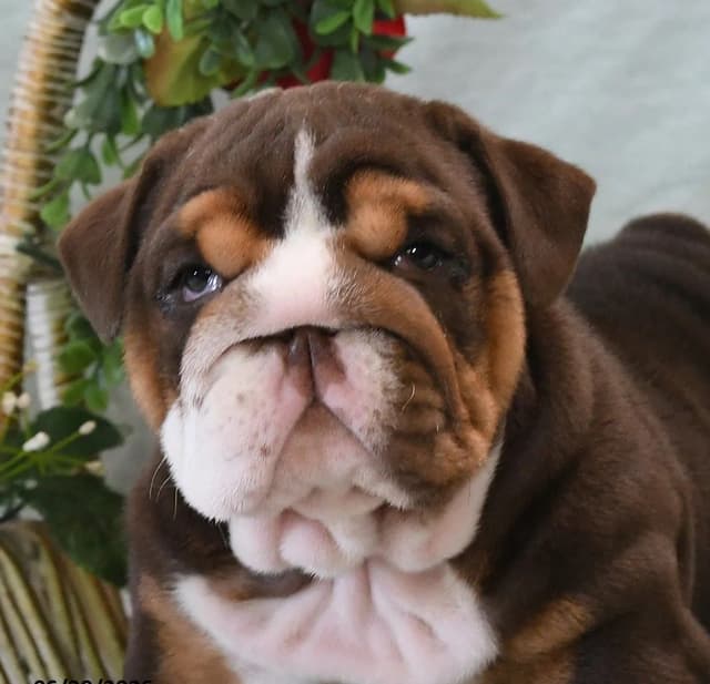 Bulldog Puppies media 4