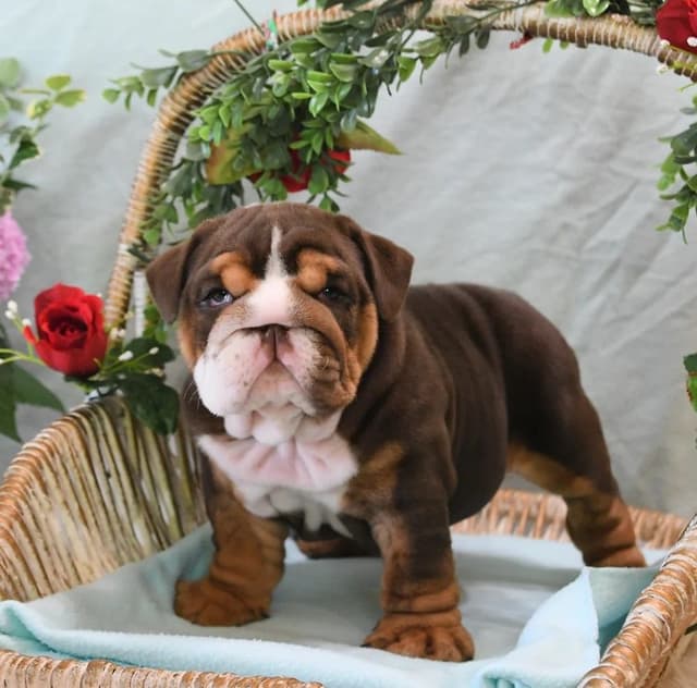 Bulldog Puppies media 5